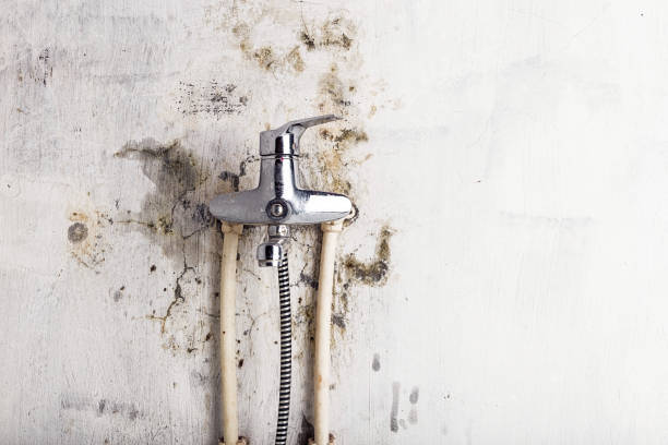 Best Local Mold Removal Service  in Pittsfield, IL