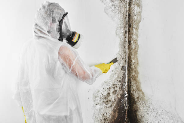Best Mold Damage Repair  in Pittsfield, IL