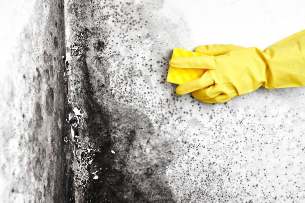 Best Mold Cleaning Services  in Pittsfield, IL