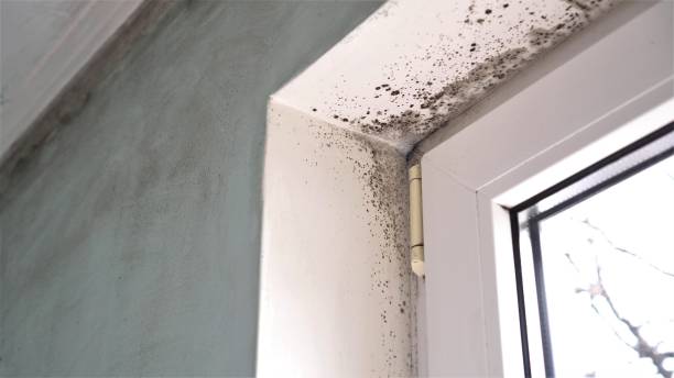 Certified Mold Removal in Pittsfield, IL