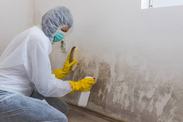 Best Emergency Mold Removal  in Pittsfield, IL