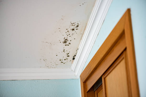 Best Professional Mold Removal  in Pittsfield, IL