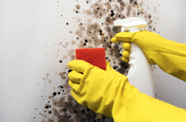 Best Home Mold Removal  in Pittsfield, IL
