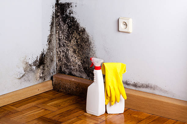 Best Mold Remediation  in Pittsfield, IL
